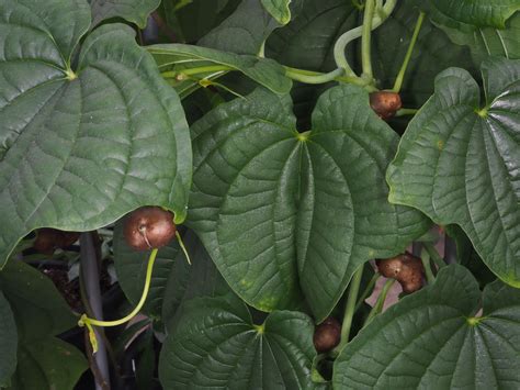 citrawin