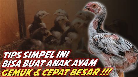 gratis777