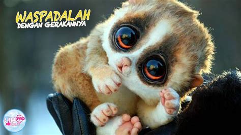 hebat99