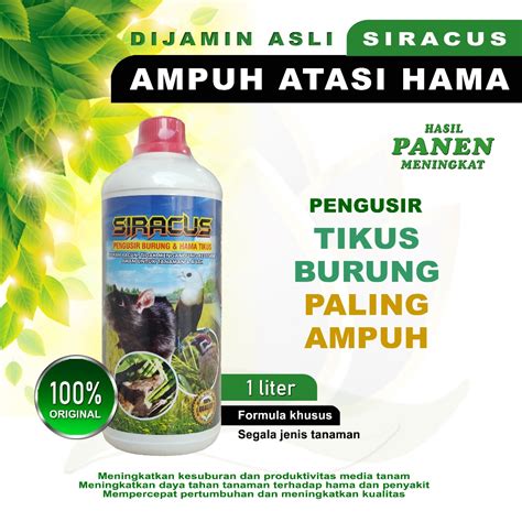kembar66