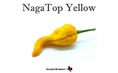 nagatop
