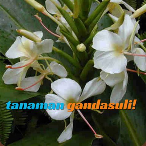 nikmati