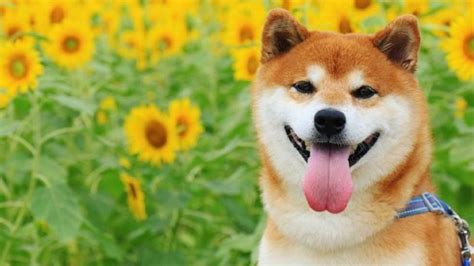 shibajp