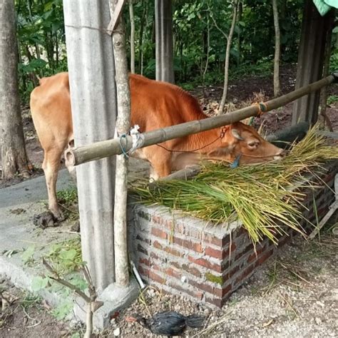 situsselot